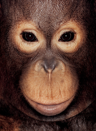 Illustration for article titled Primate portraits invite you to see apes as individuals